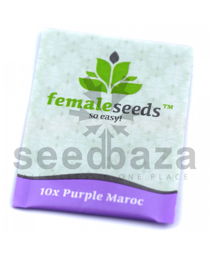 Purple Maroc Feminised