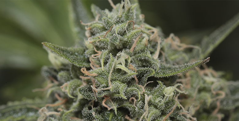 Купить семена низкорослой марихуаны ссылки на тор браузер запрещенные ссылки hudra