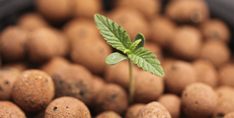семена марихуаны лучше