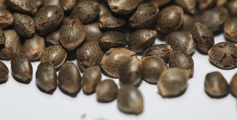 Дешево семена канабиса крупный размер культивирования конопли