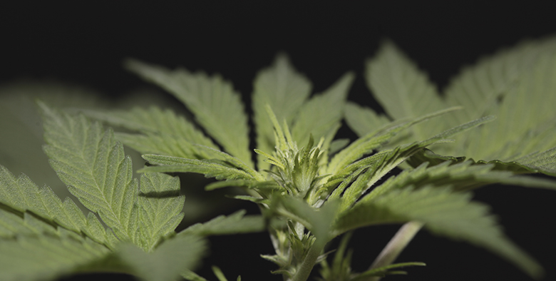 Виды выращивания конопли фото листья марихуаны