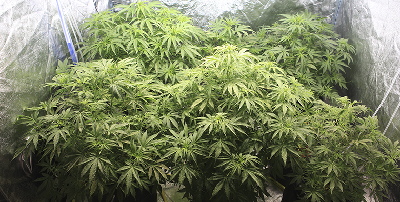 Урожайные сорта марихуаны коноплю сажаю в гидропоника