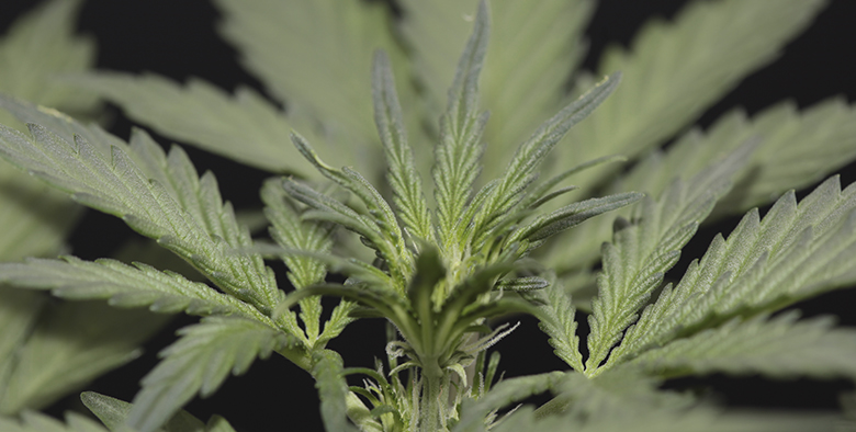 Какие семена марихуаны лучше выращивать можно курить марихуану при пониженном давлении